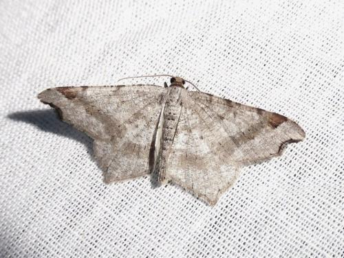 Réf. 233 262 : Macaria alternata
